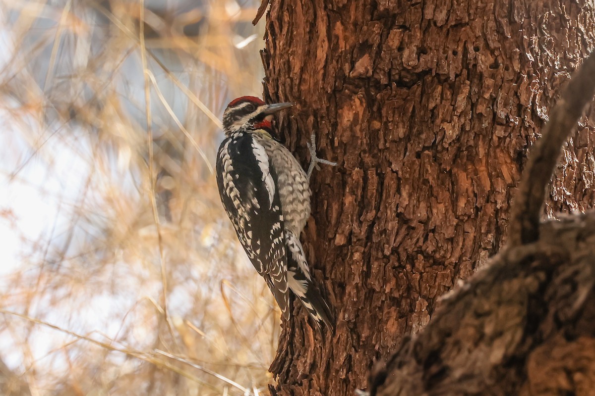 Red-naped Sapsucker - ML633863710