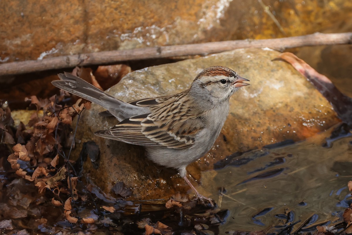 Chipping Sparrow - ML633863738
