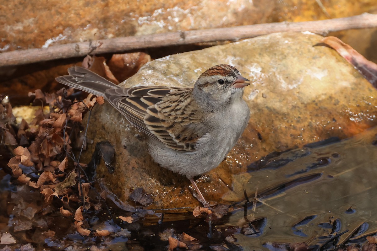 Chipping Sparrow - ML633863739