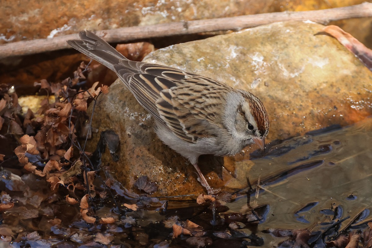 Chipping Sparrow - ML633863740