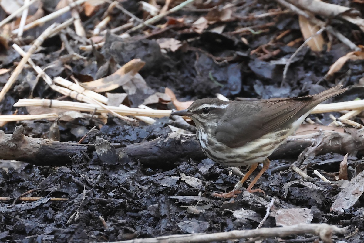 Louisiana Waterthrush - ML633863764