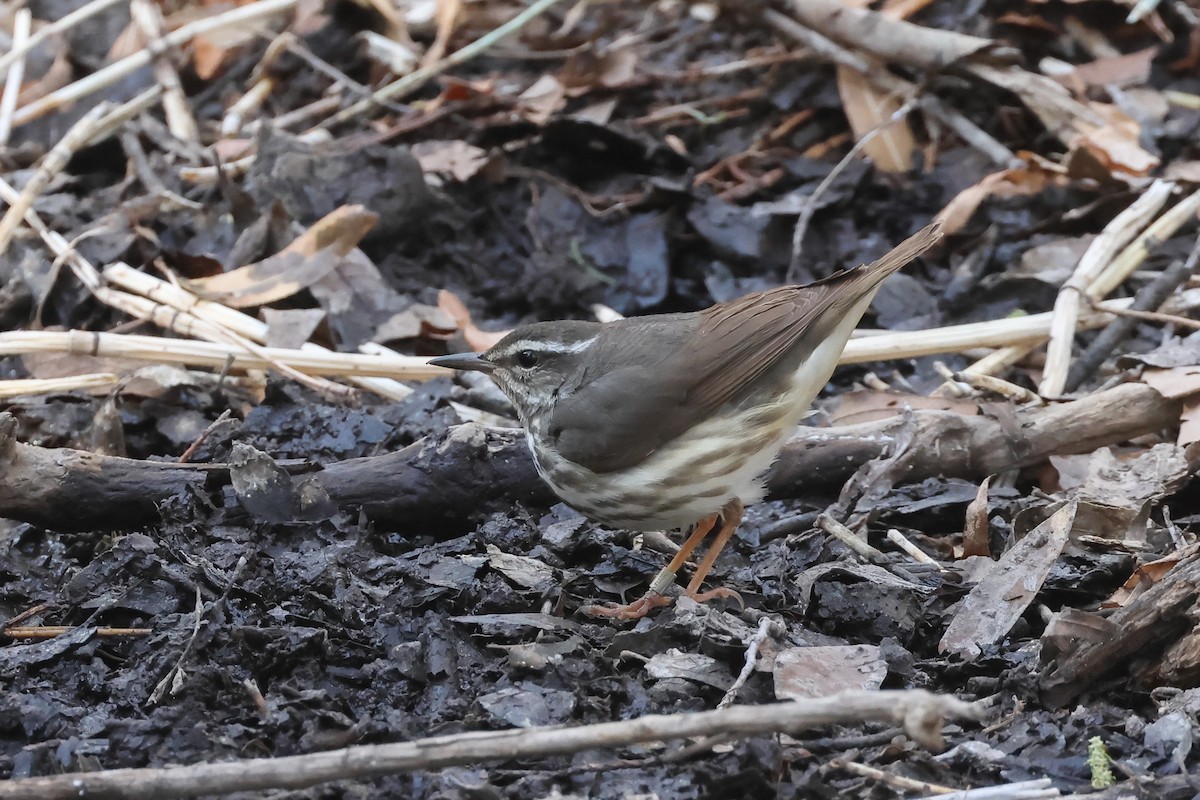 Louisiana Waterthrush - ML633863765