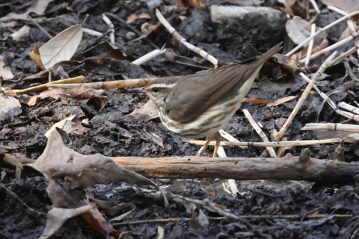 Louisiana Waterthrush - ML633863766