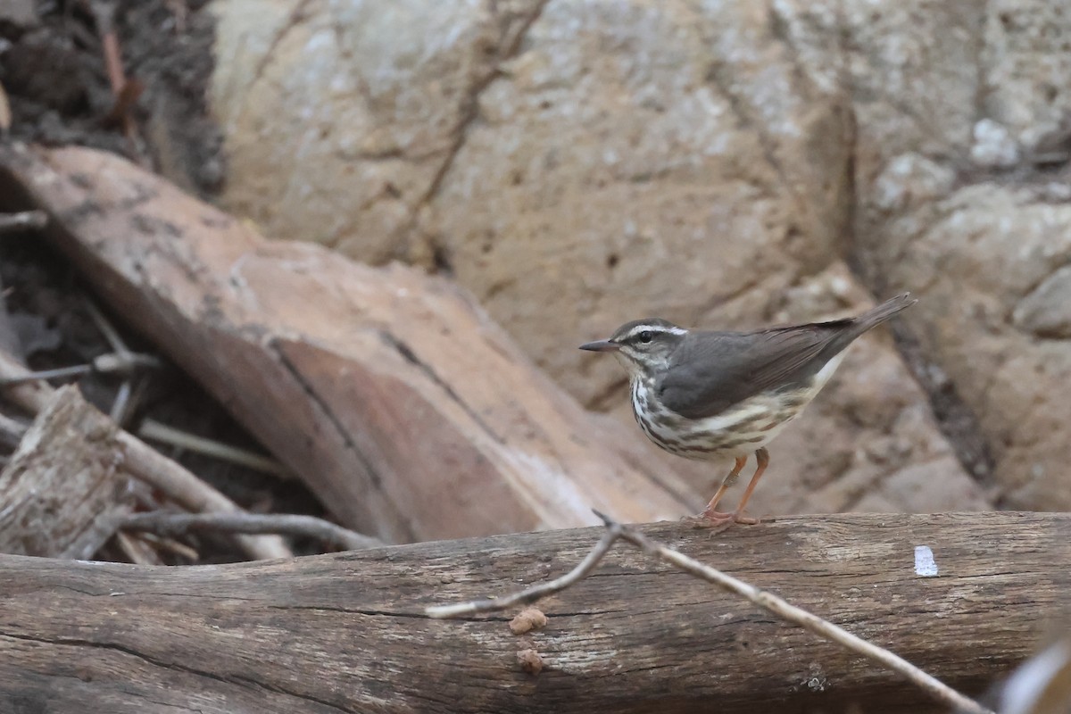 Louisiana Waterthrush - ML633863767