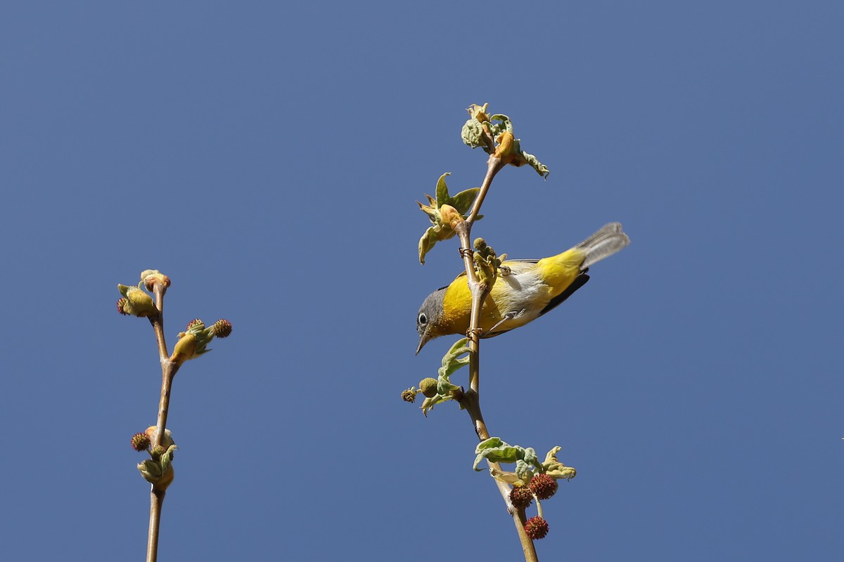 Nashville Warbler - ML633863774