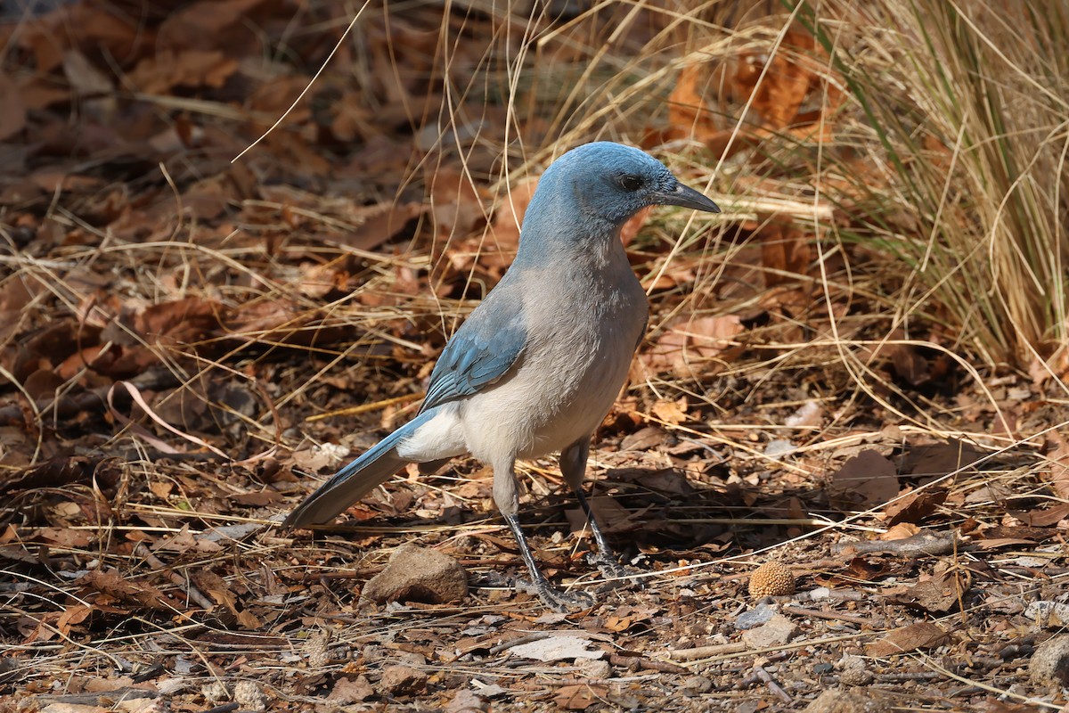 Mexican Jay - ML633863855