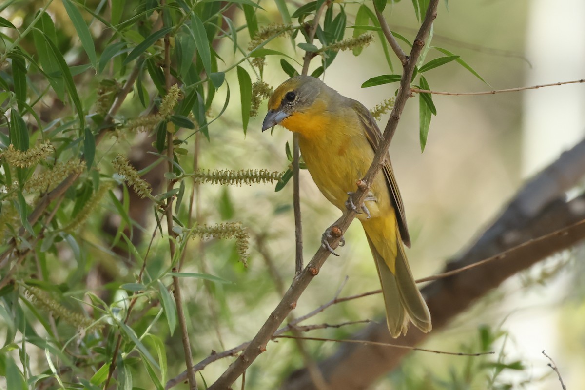 Hepatic Tanager - ML633863968
