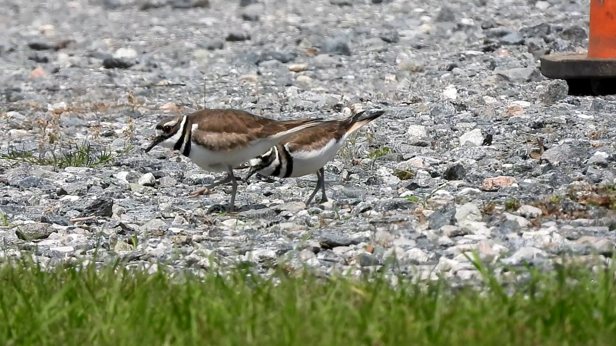 Killdeer - ML633864192