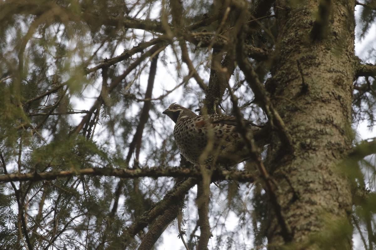 Gélinotte des bois - ML633864628