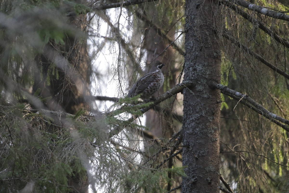 Gélinotte des bois - ML633864629