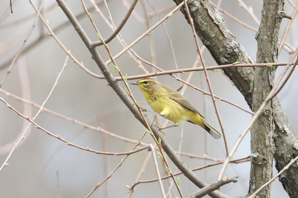 Пісняр-лісовик рудоголовий - ML633864660