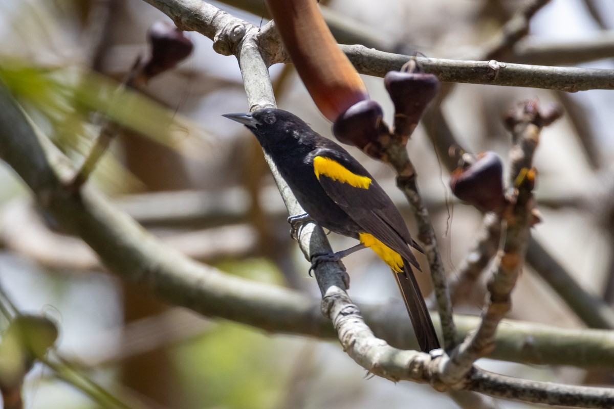 Puerto Rican Oriole - ML633864661