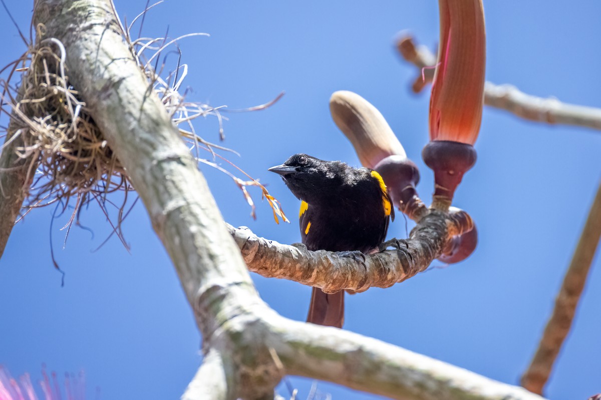 Puerto Rican Oriole - ML633864662