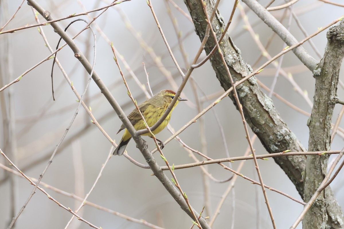 Пісняр-лісовик рудоголовий - ML633864665
