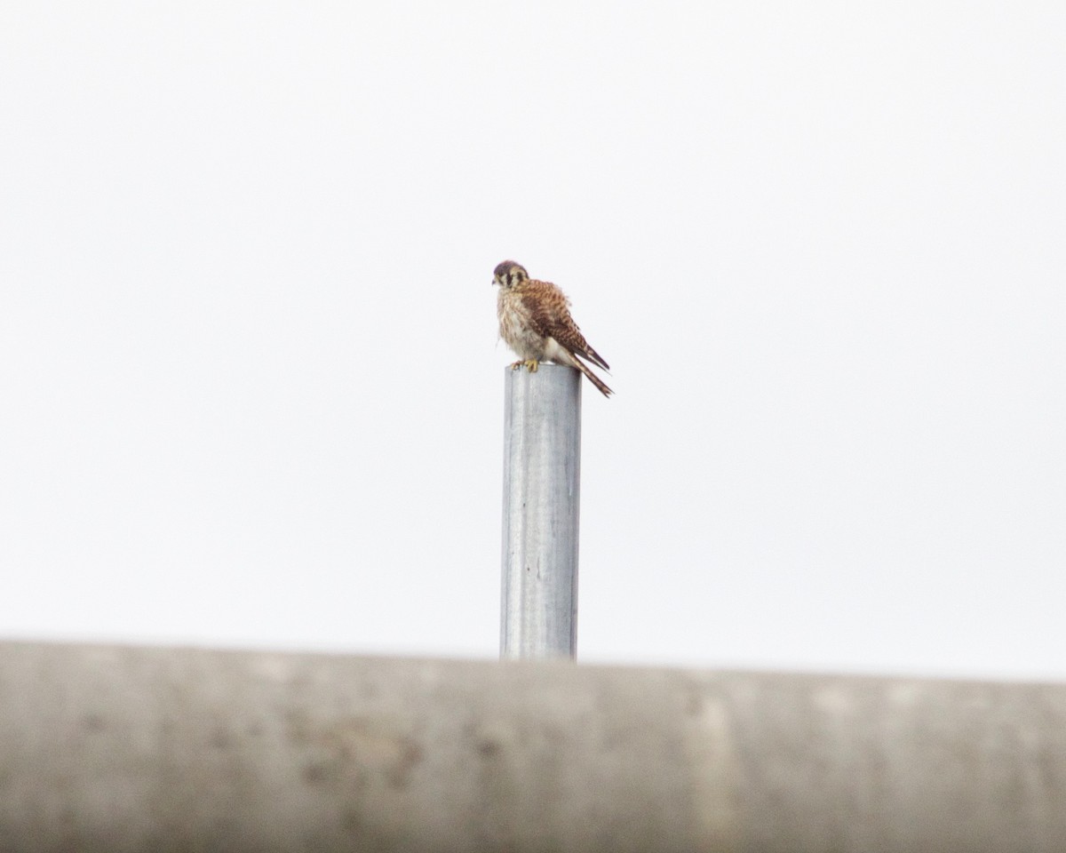 American Kestrel - ML633864691