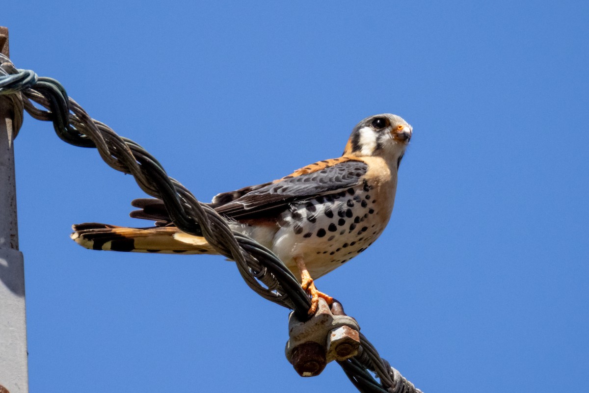 American Kestrel (Eastern Caribbean) - ML633864702