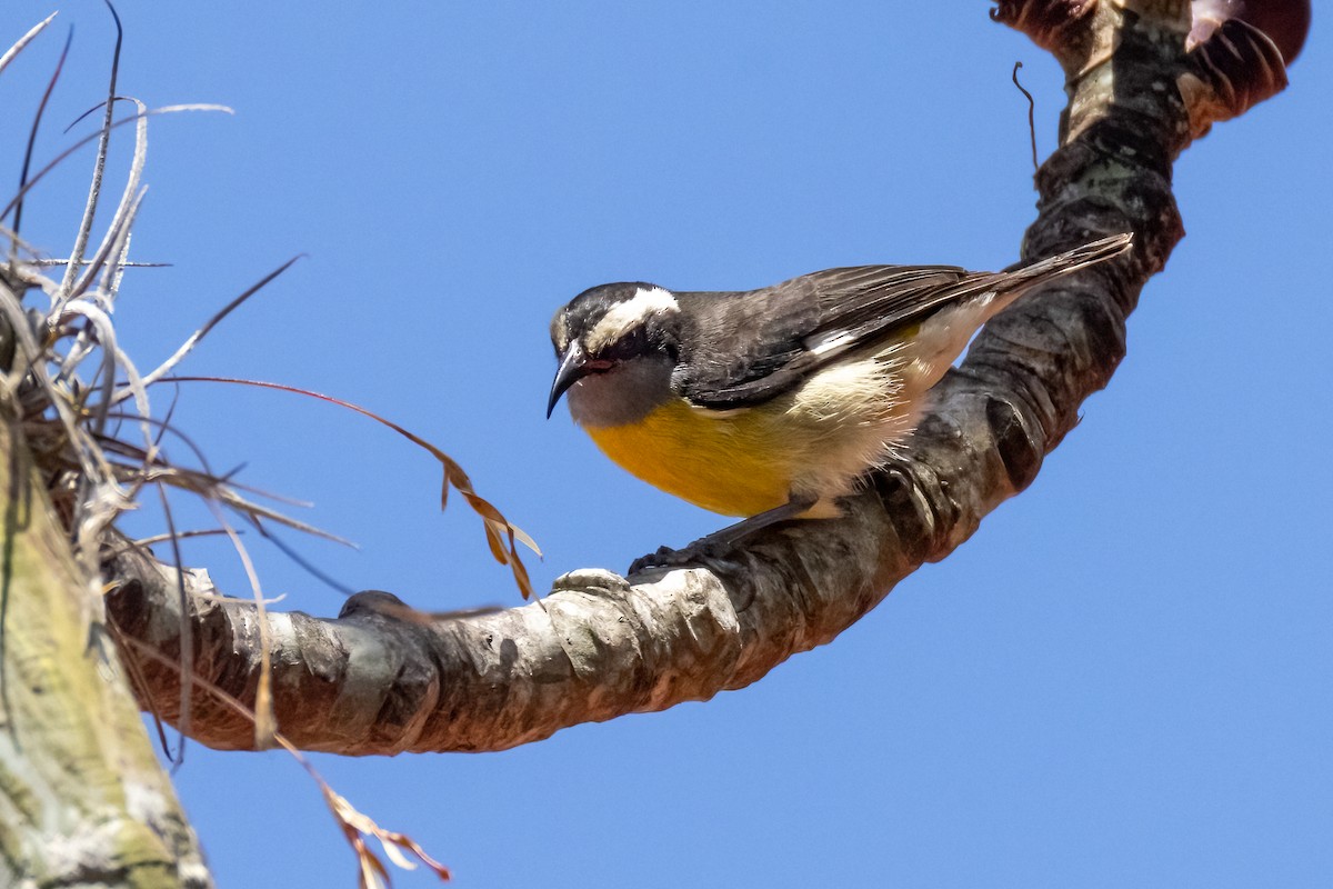 Bananaquit (Puerto Rico) - ML633864712