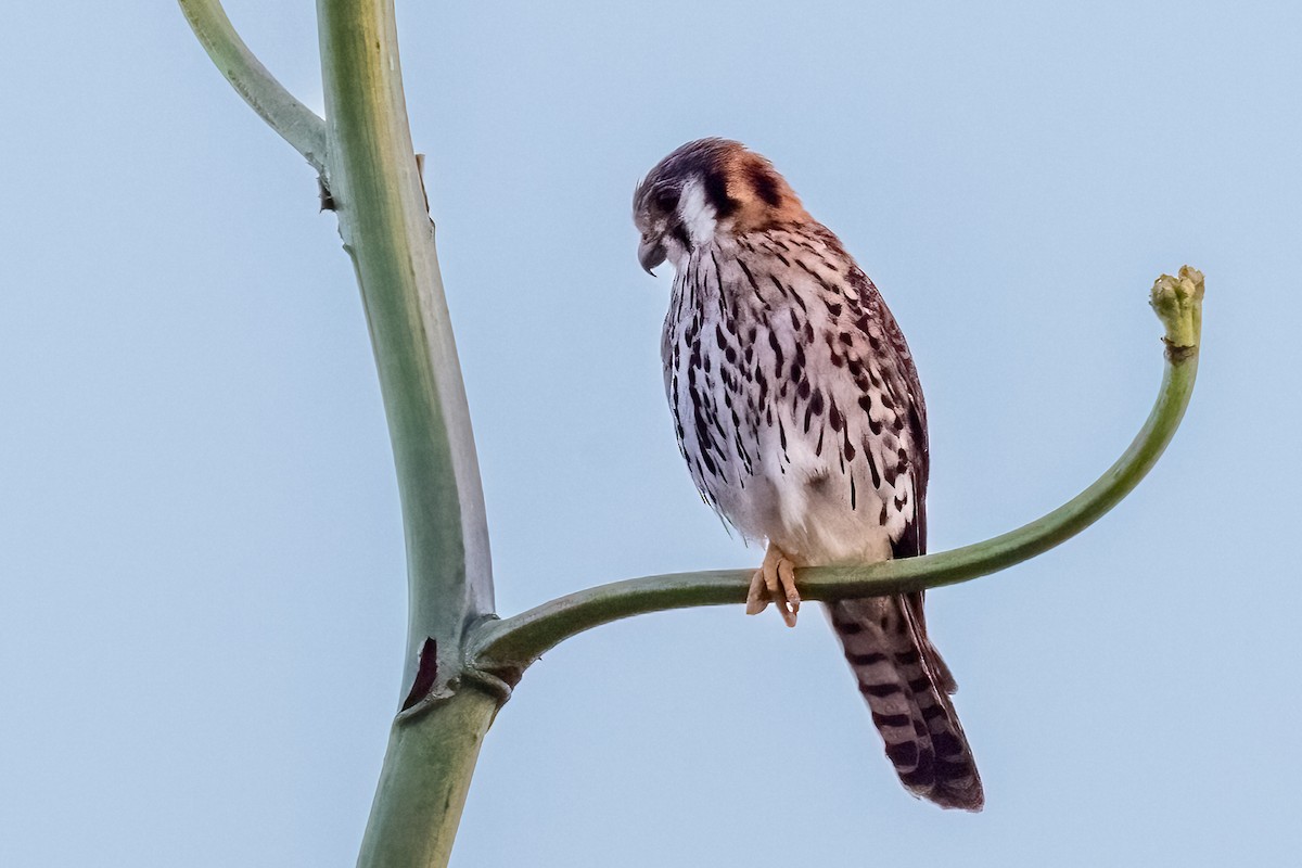 American Kestrel (Eastern Caribbean) - ML633864939