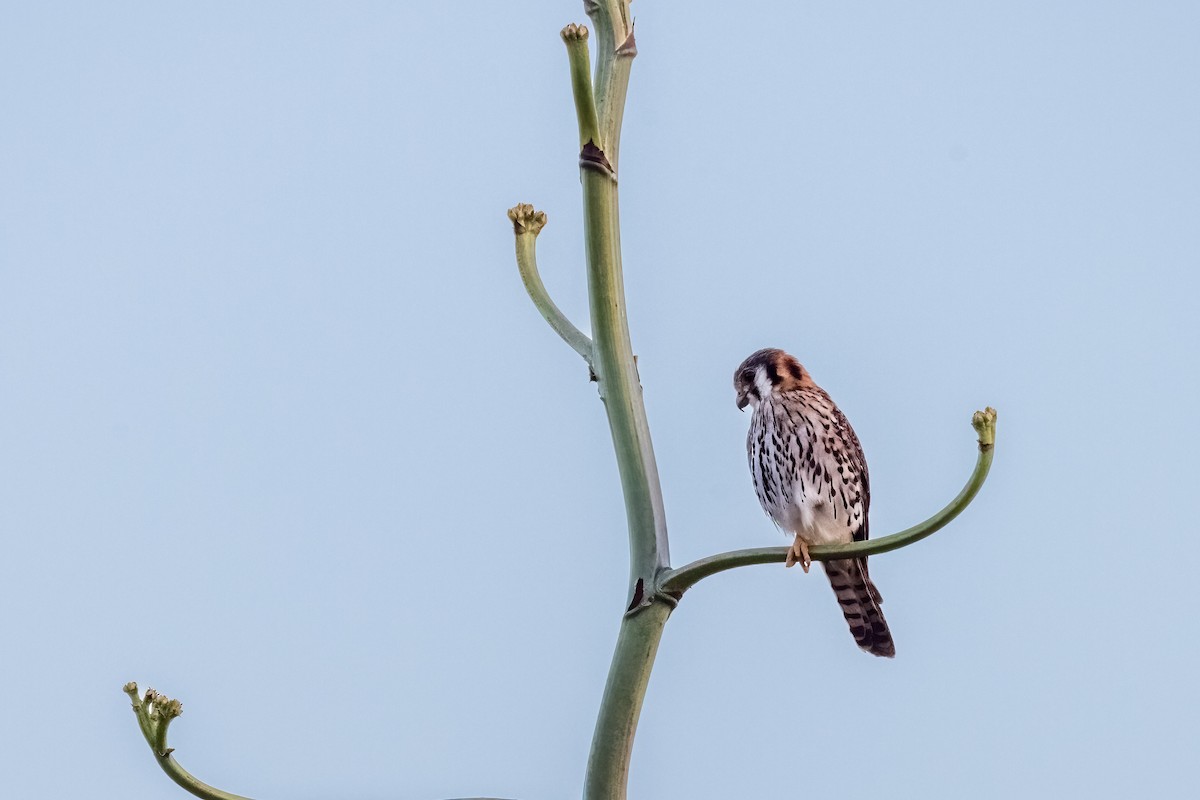 American Kestrel (Eastern Caribbean) - ML633864940