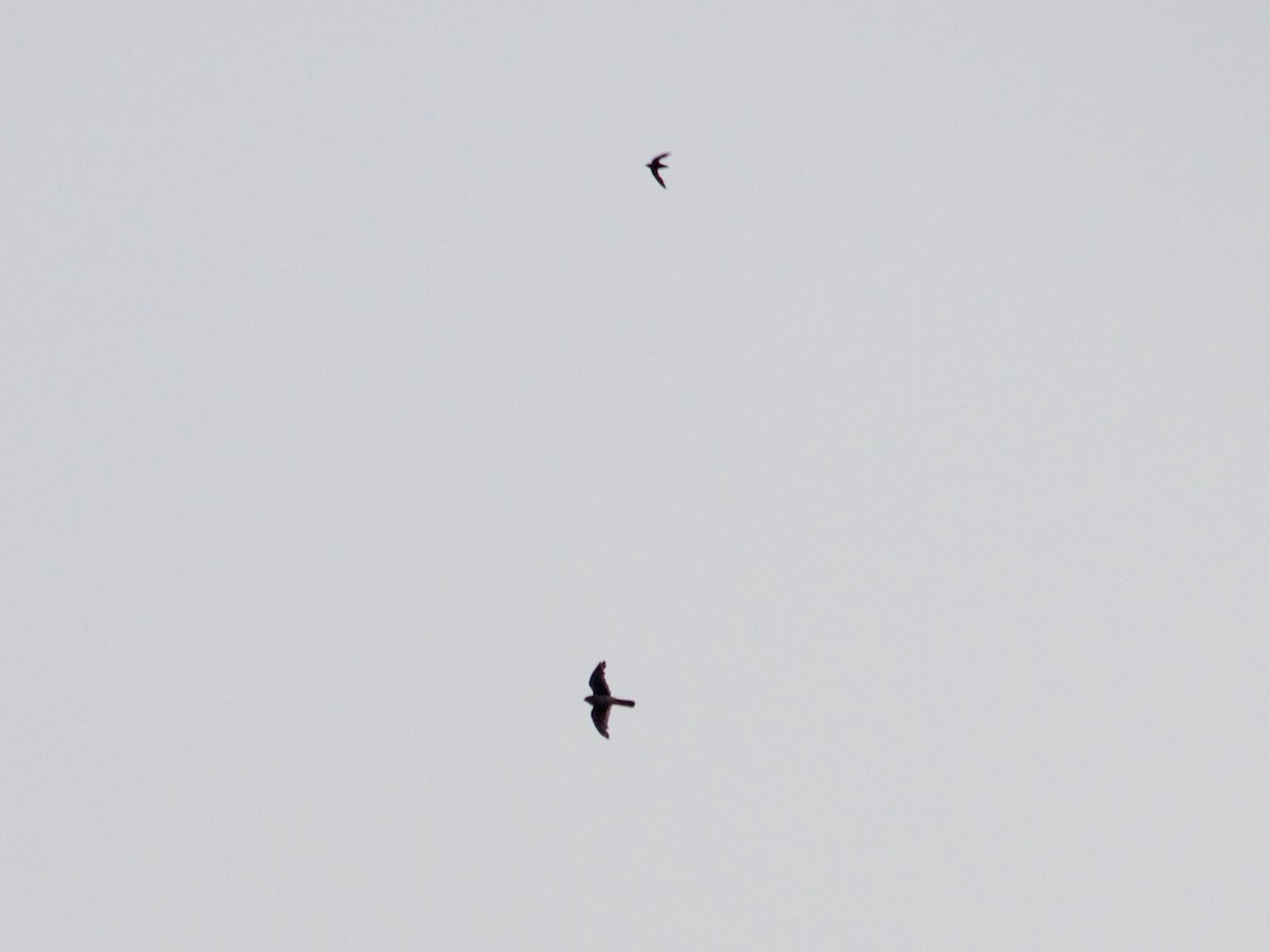 American Kestrel - ML633864957