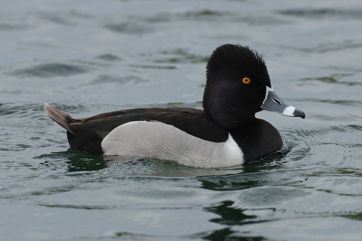Ring-necked Duck - ML633864997