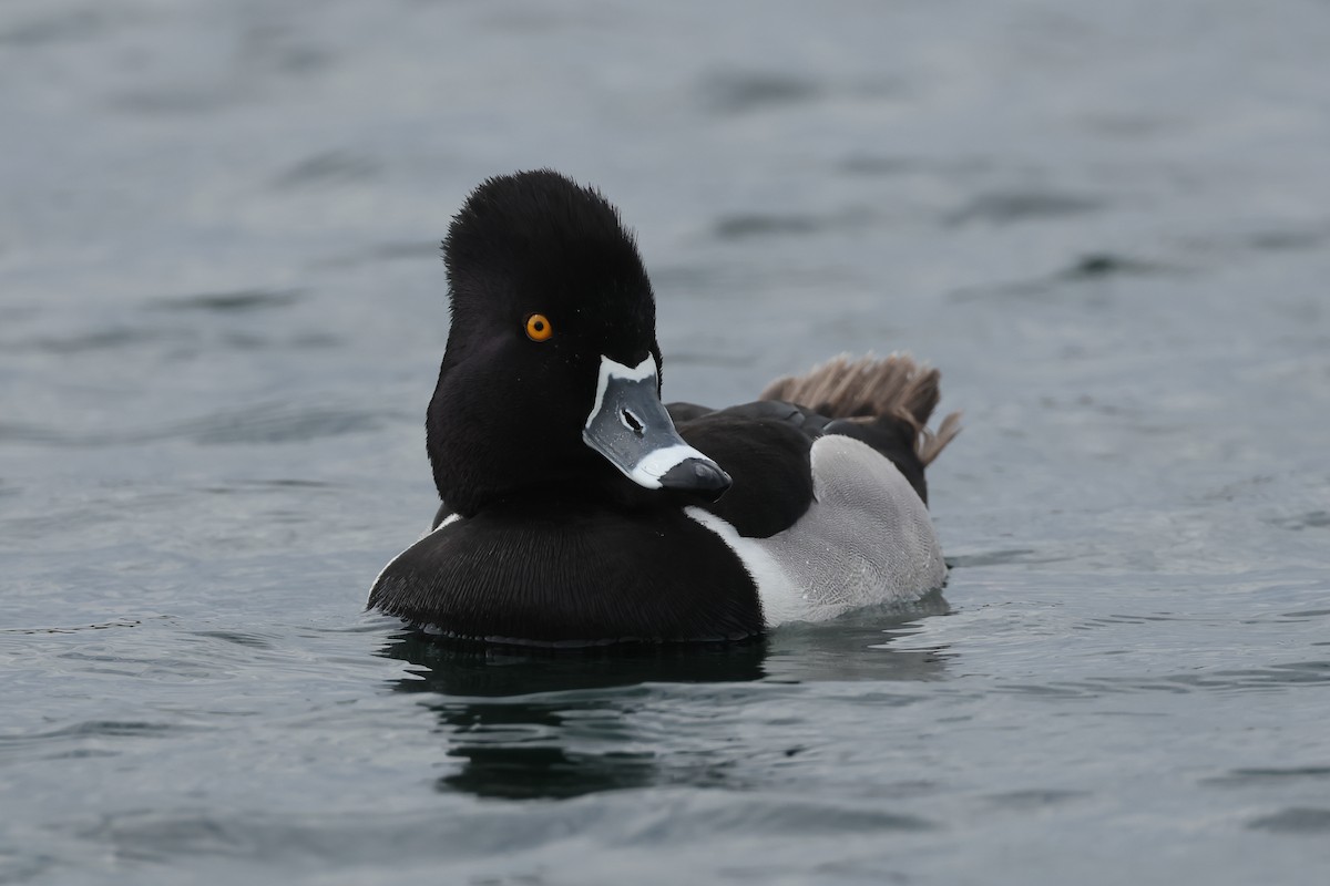 Ring-necked Duck - ML633864998