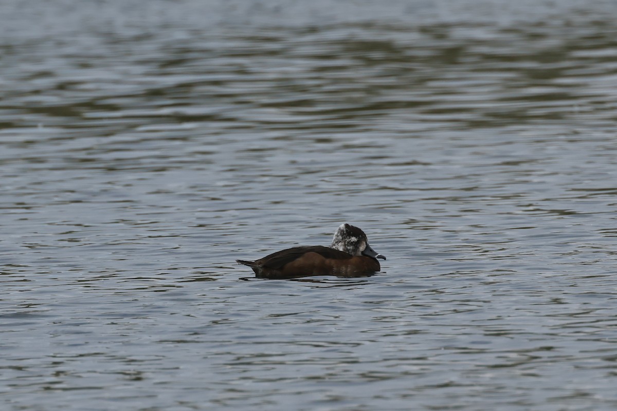 Ring-necked Duck - ML633864999