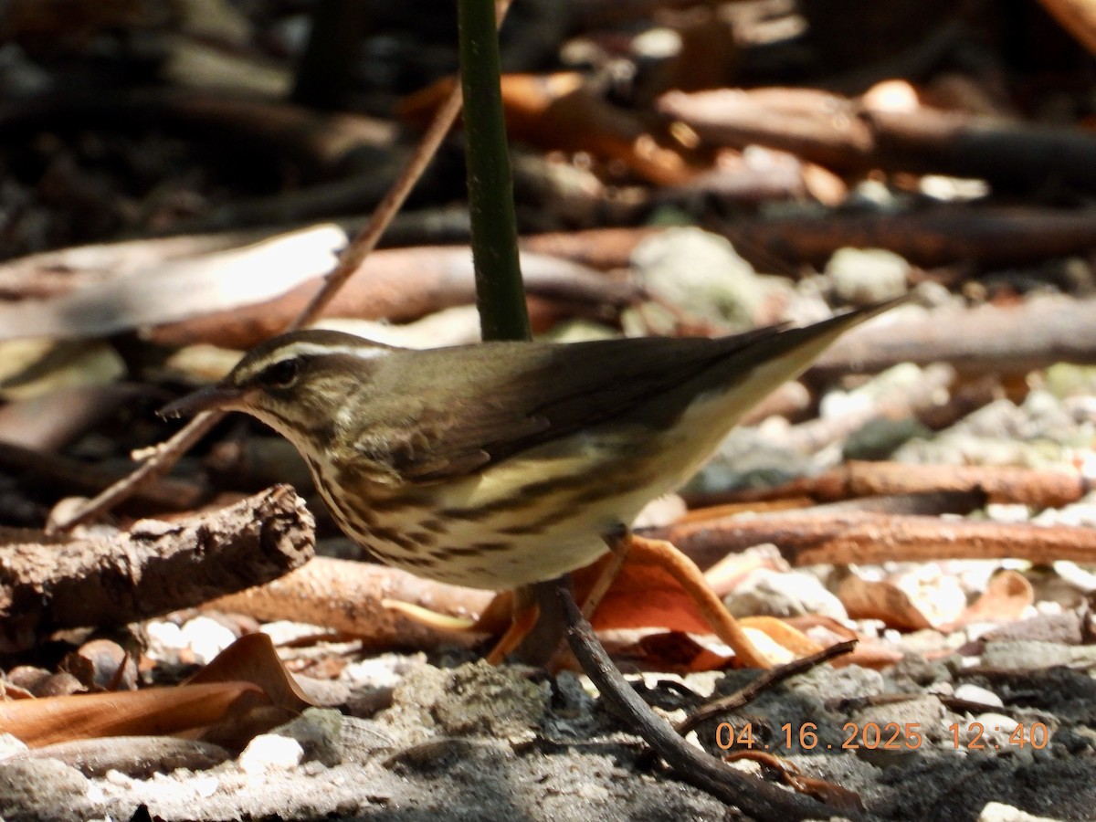 Louisiana Waterthrush - ML633865069