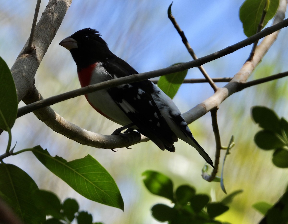 Rose-breasted Grosbeak - ML633865078