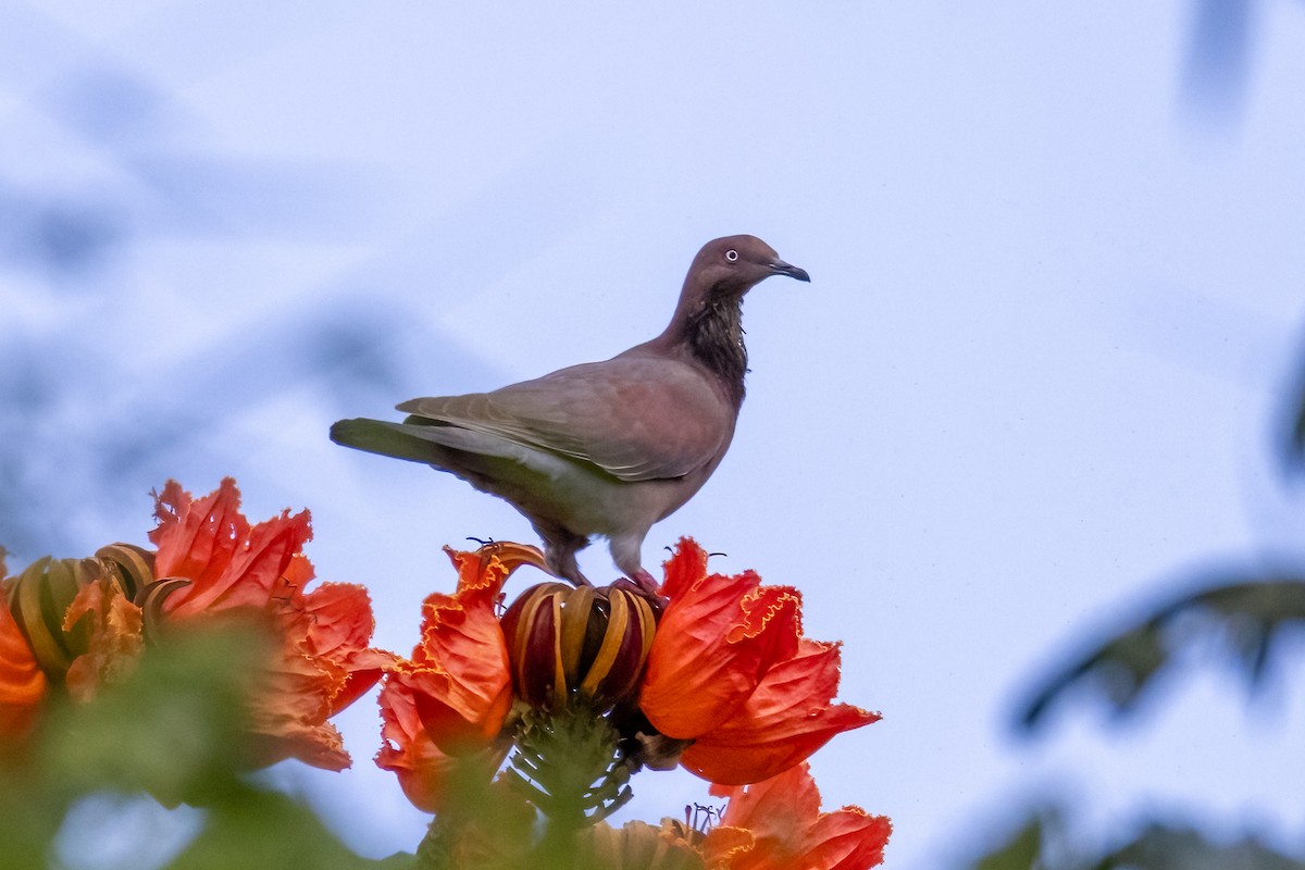 Plain Pigeon - ML633865084