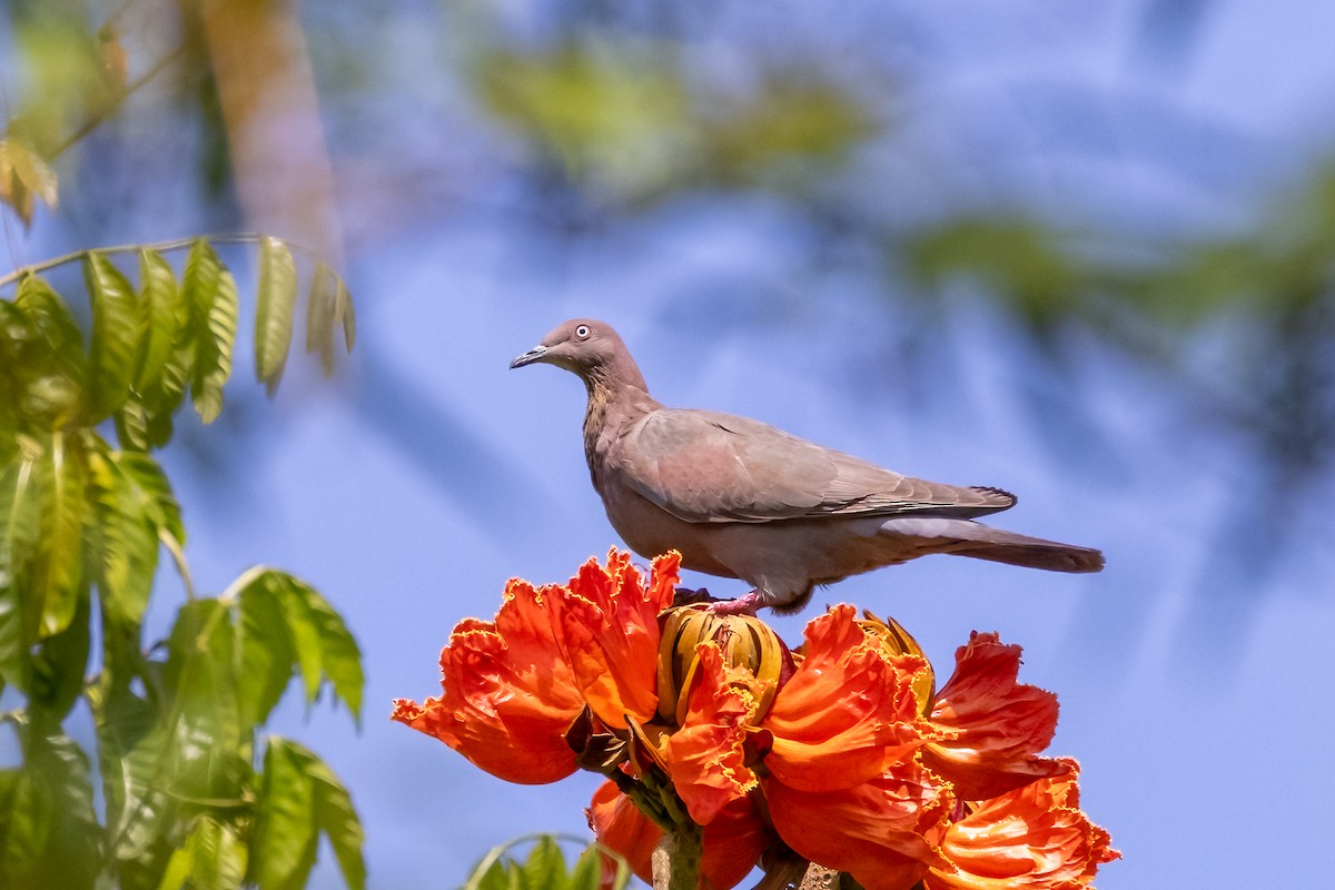 Plain Pigeon - ML633865085