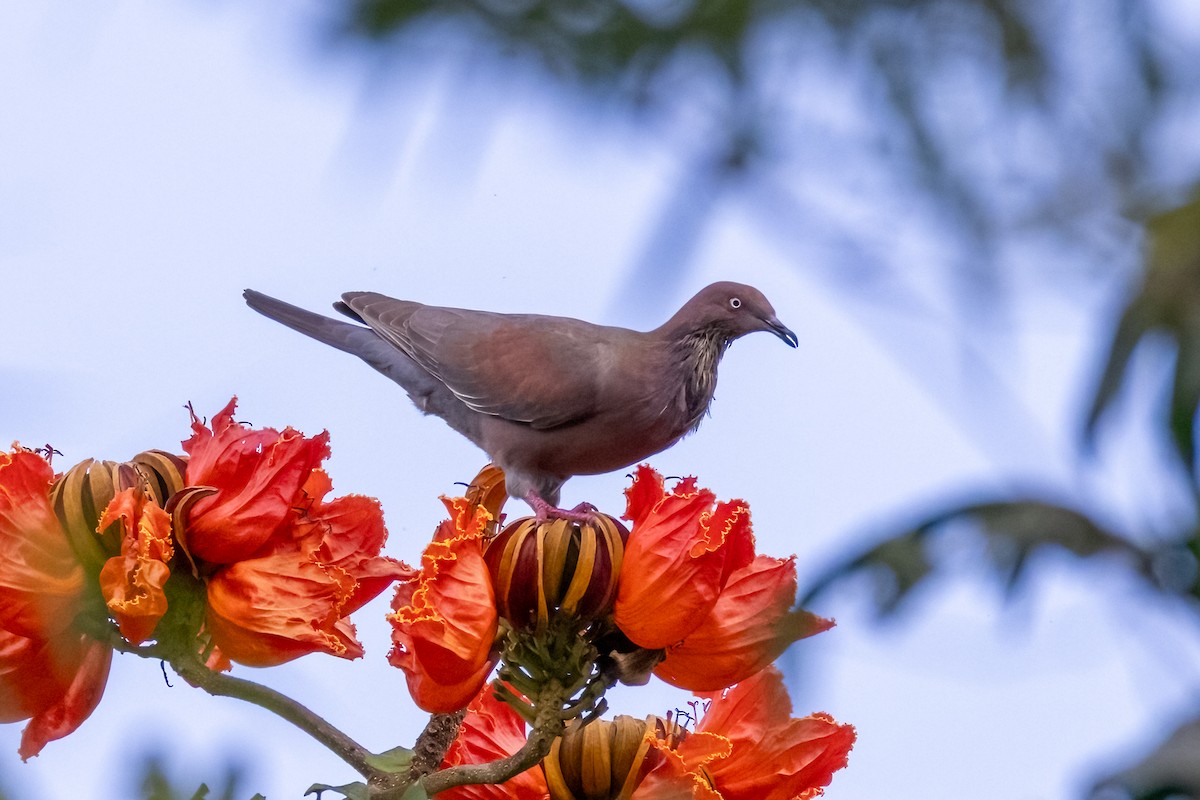 Plain Pigeon - ML633865087
