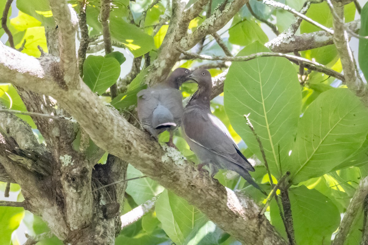 Plain Pigeon - ML633865088