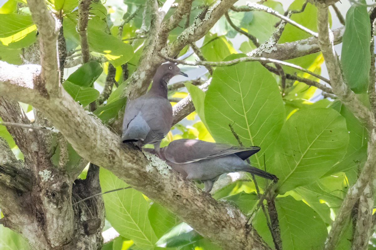 Plain Pigeon - ML633865089