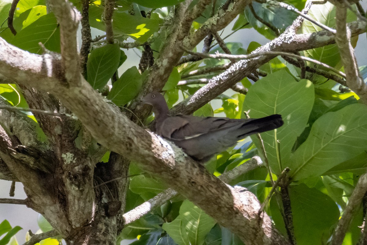 Plain Pigeon - ML633865090
