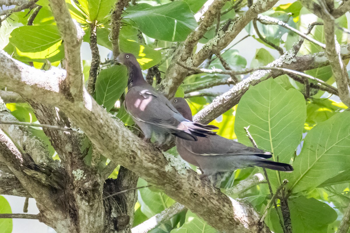 Plain Pigeon - ML633865091