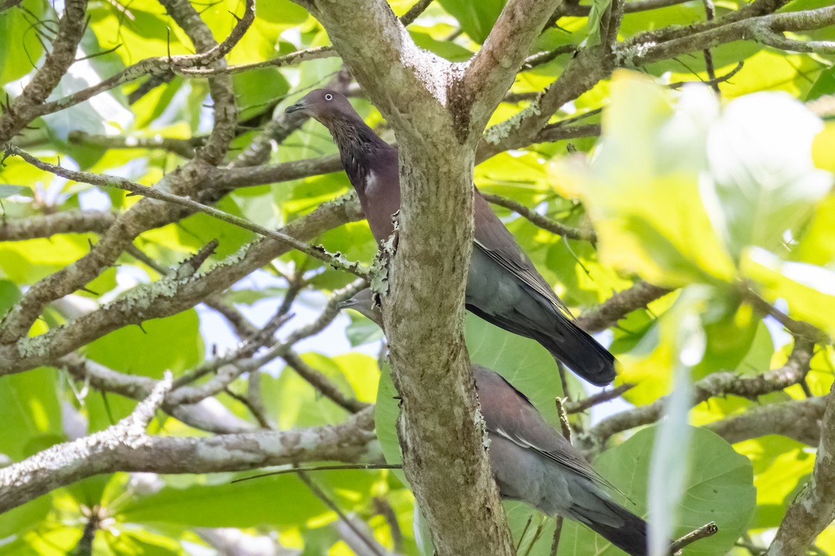 Plain Pigeon - ML633865092