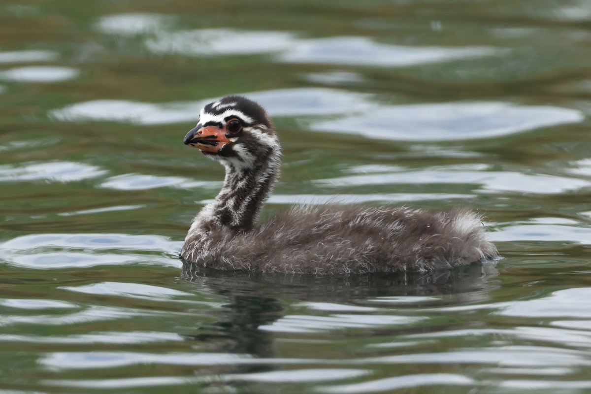 Pied-billed Grebe - ML633865105