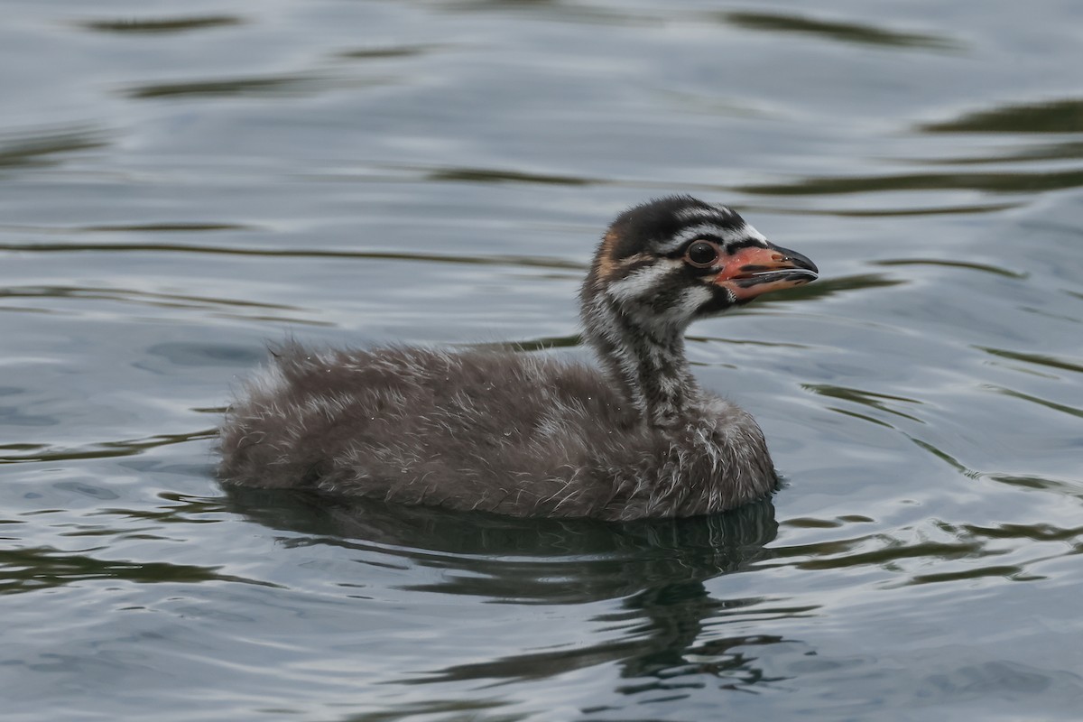 Pied-billed Grebe - ML633865106