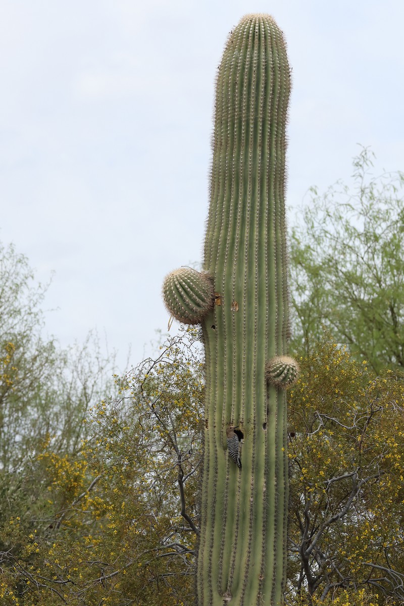 Gila Woodpecker - ML633865123