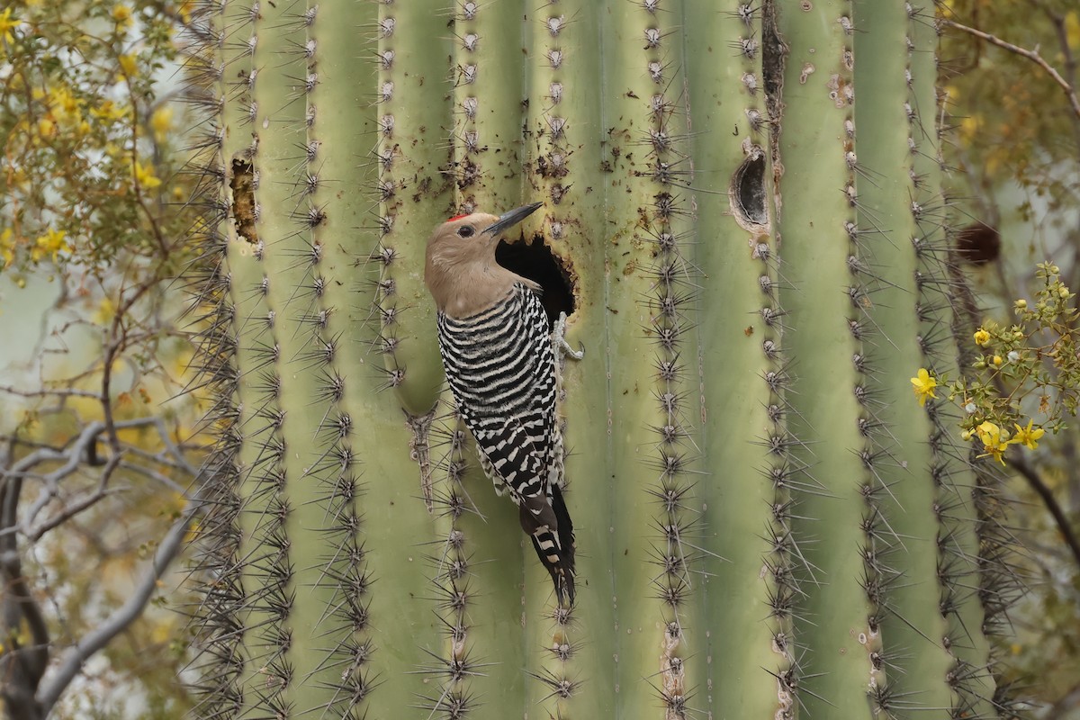 Gila Woodpecker - ML633865124