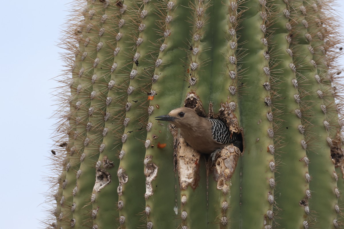 Gila Woodpecker - ML633865125