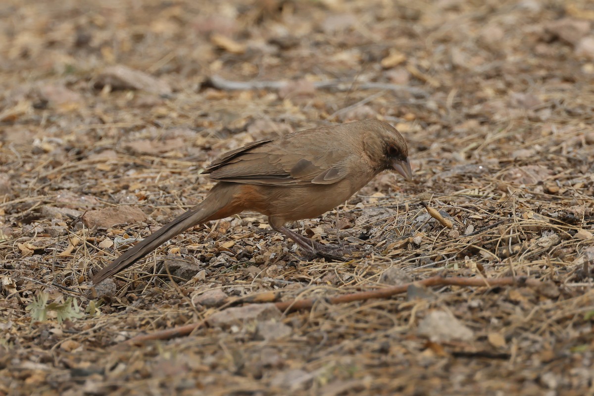 Abert's Towhee - ML633865138