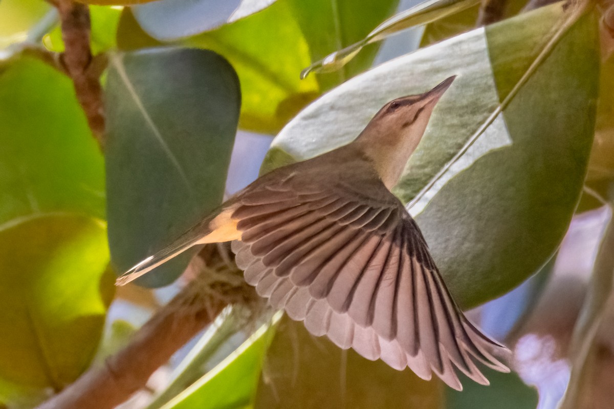 Black-whiskered Vireo - ML633865302