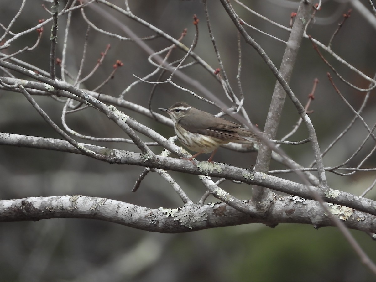 Louisiana Waterthrush - ML633866031