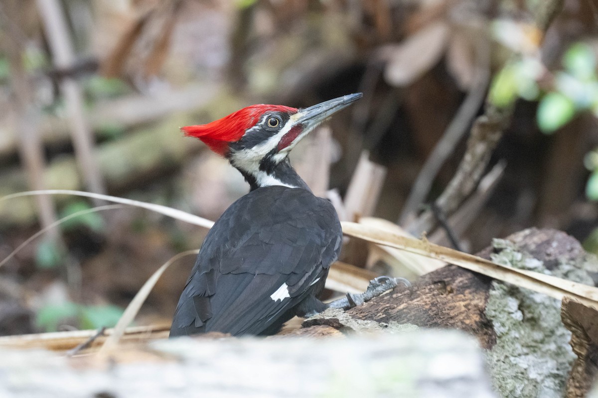 Pileated Woodpecker - ML633866370