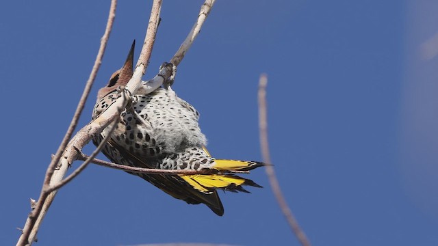 Northern Flicker (Yellow-shafted) - ML633866453