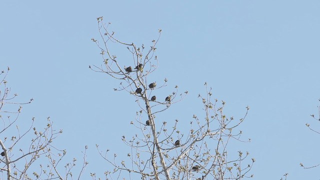 Red-winged Blackbird - ML633866688