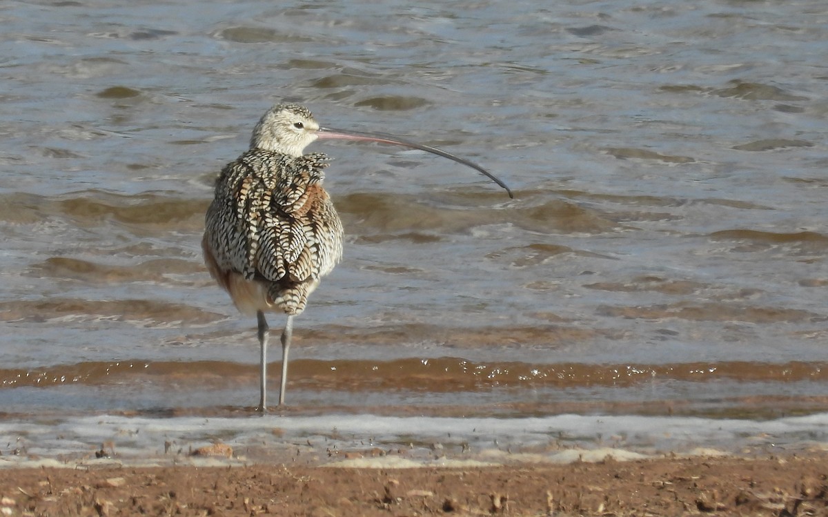 Long-billed Curlew - ML633866730