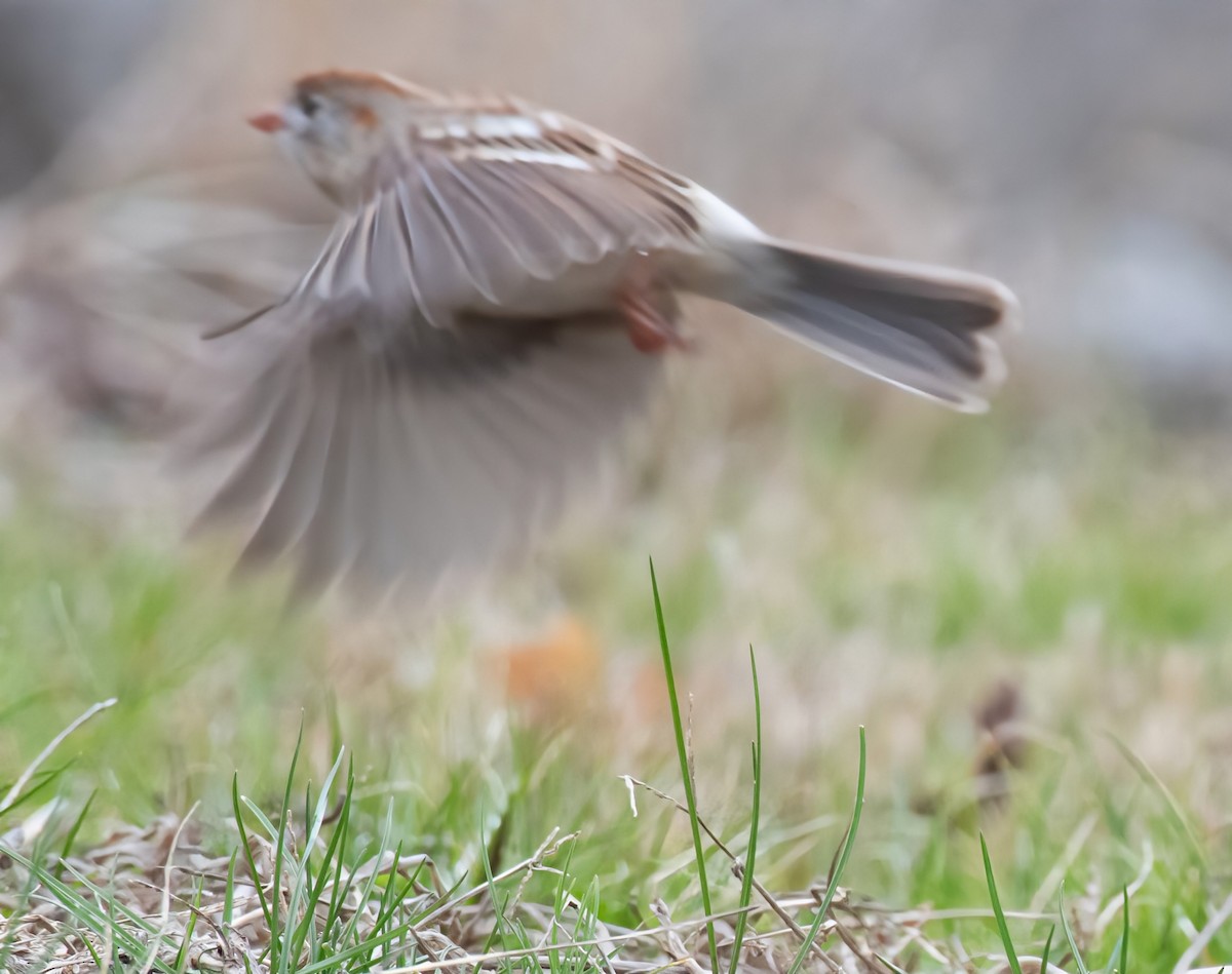 Field Sparrow - ML633866922